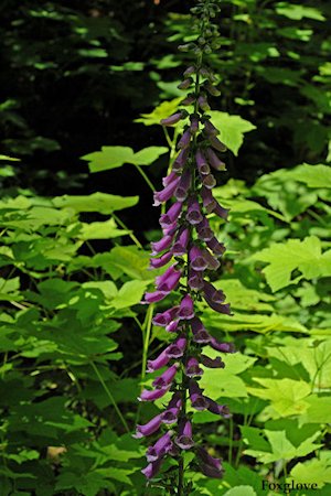 Red Foxglove