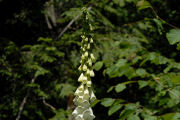 Foxglove, White