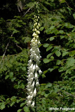 White Foxglove