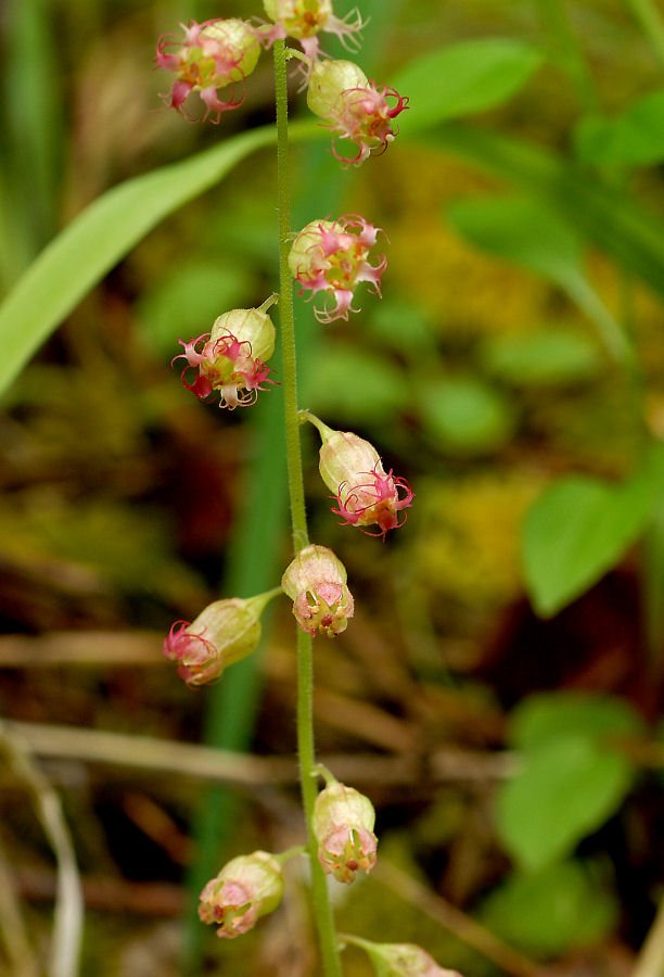 Fragrant Fringecup