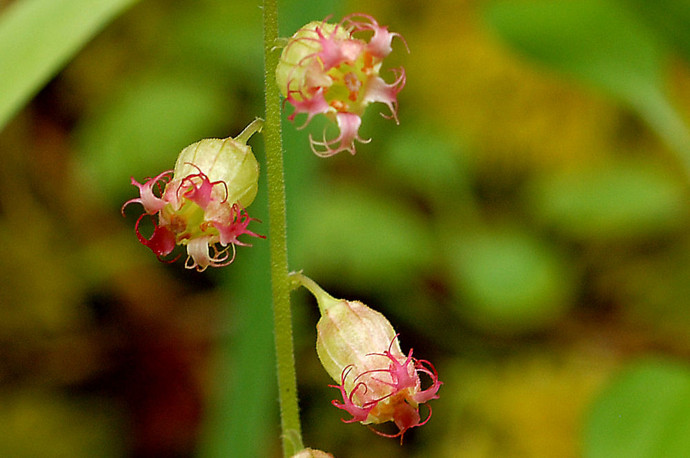 Fragrant Fringecup