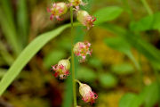 Fringecup, Fragrant