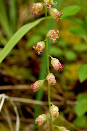 Fragrant Fringecup