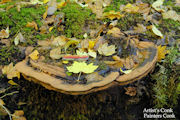 Fungus, Artist's Conk