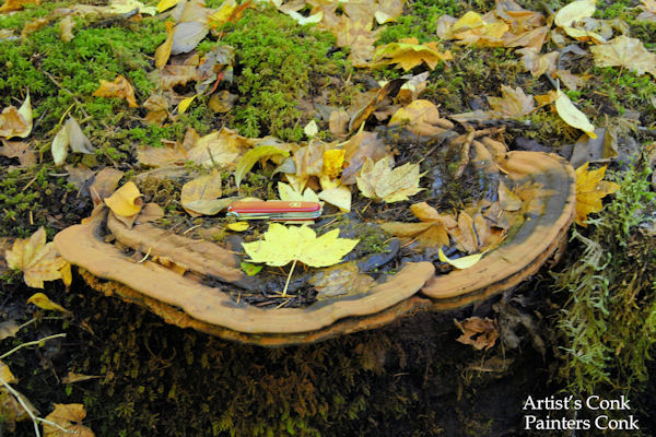 Artist's Conk Fungus