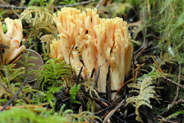 Crown Tipped Coral Fungus