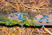 Fungus, Green Stain