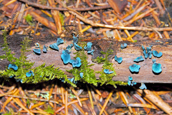 Green Stain Fungus