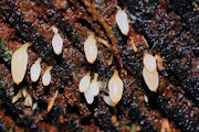 Fungus, Mucronella-sp