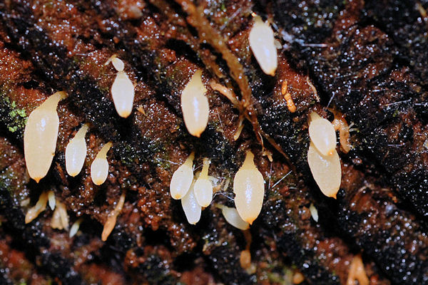 Mucronella sp. Fungus