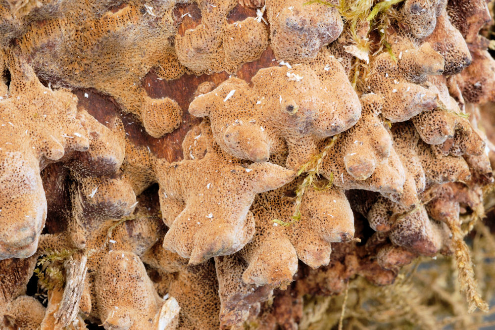 Oak Polypore Fungus