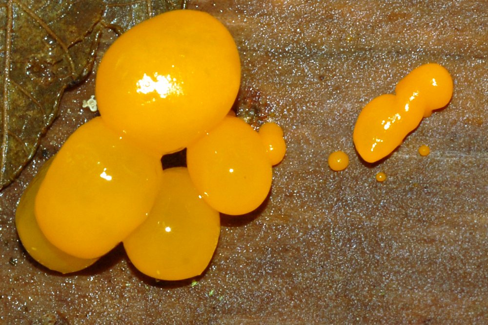 Orange Jelly Fungus