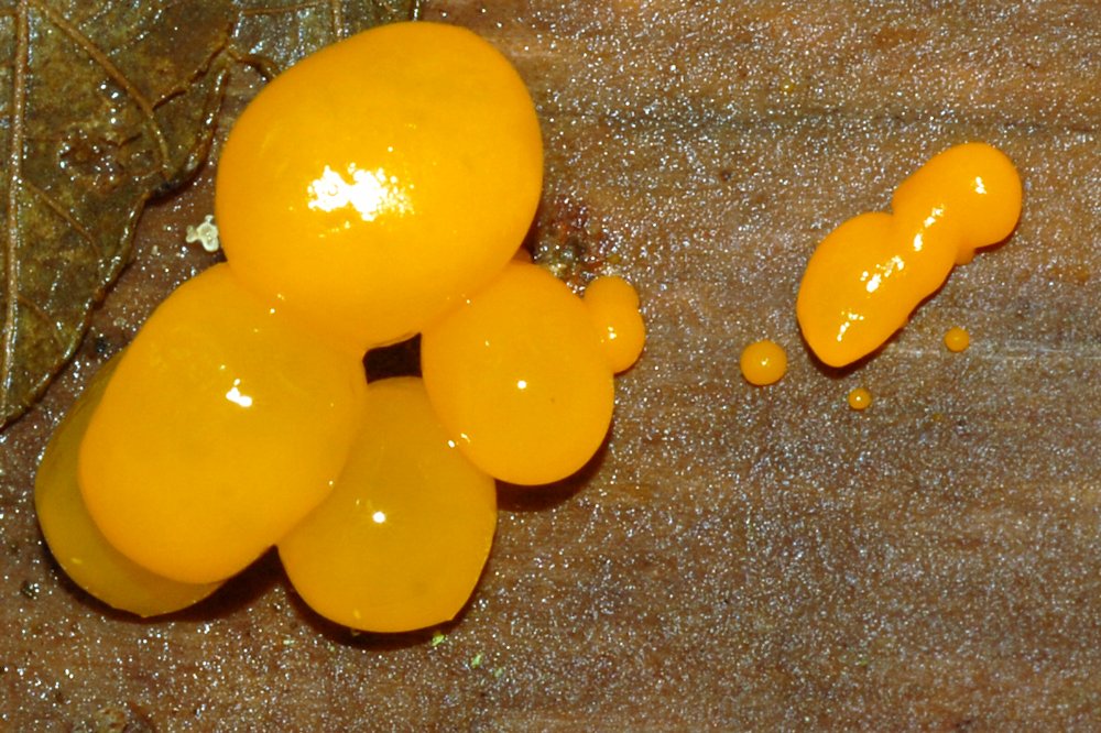 Orange Jelly Fungus