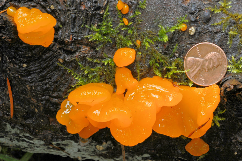 Orange Jelly Fungus