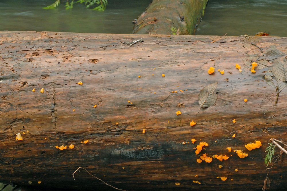 Orange Jelly Fungus