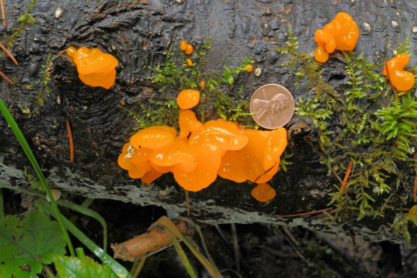 Orange Jelly Fungus