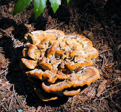 Root Rot Fungus