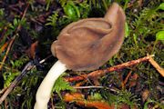 Fungus, Smooth-stalked Helvella