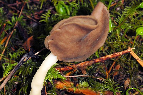 Smooth-stalked Helvella Fungus
