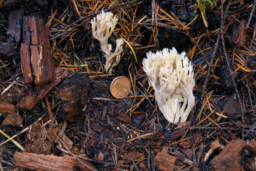 White Coral Fungus