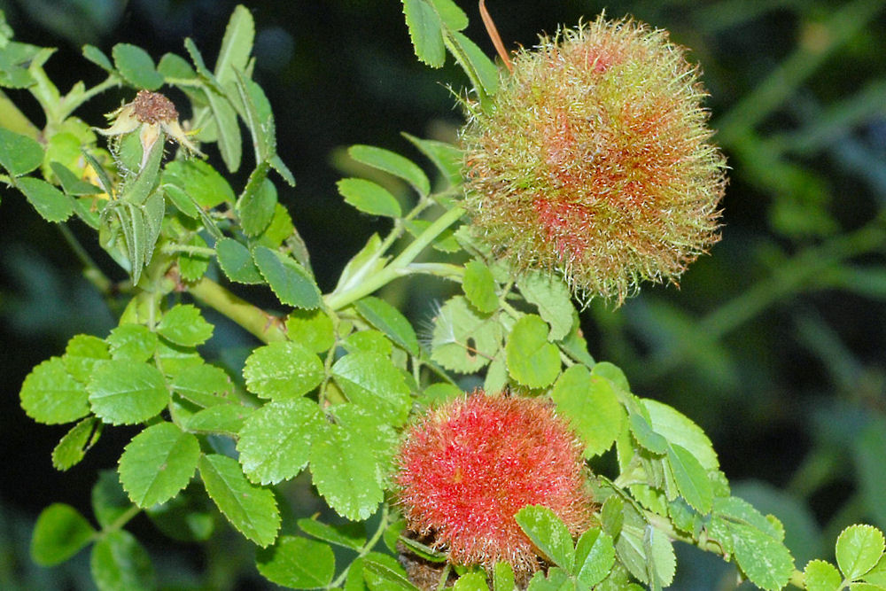 Mossy Rose Gall