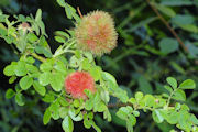 Gall, Mossy Rose