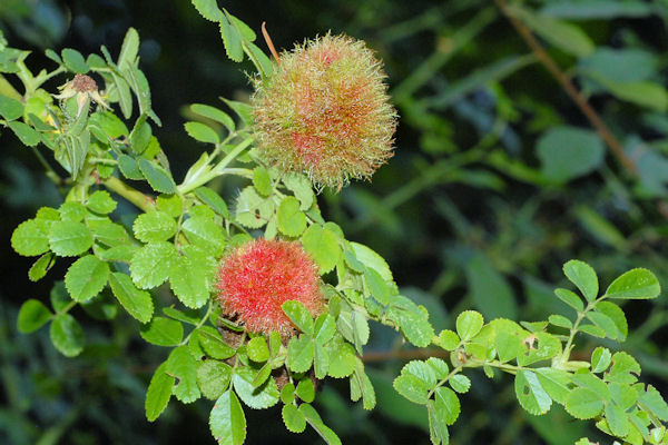 Mossy Rose Gall