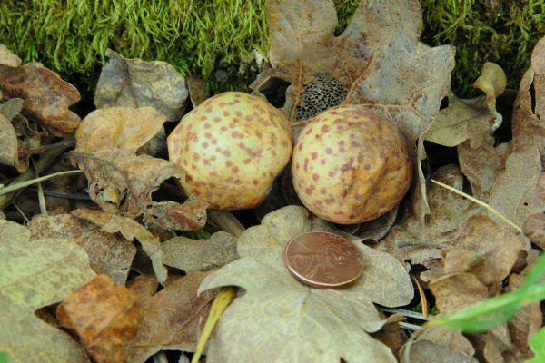 Oak Galls