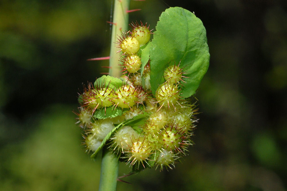 Spiny Rose Gall