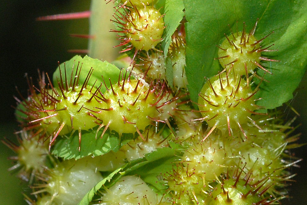 Spiny Rose Gall