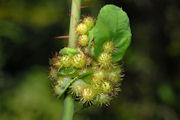 Gall, Spiny Rose