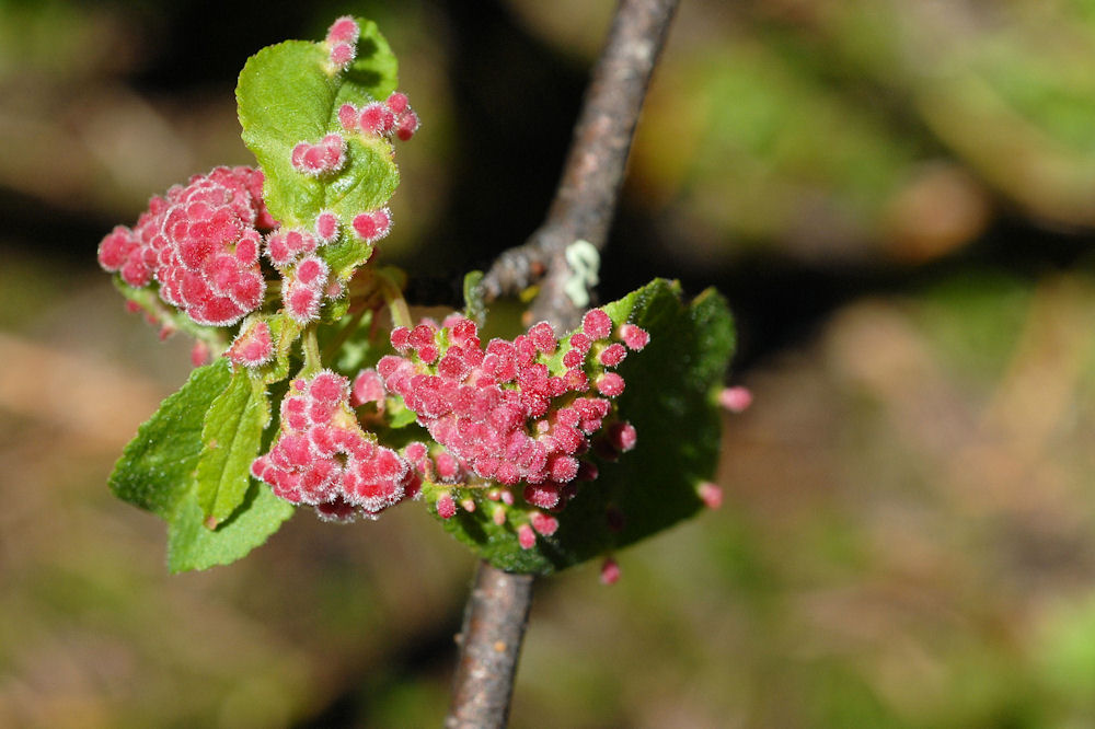 Wild Cherry Pouch Gall