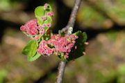 Gall, Wild Cherry