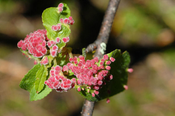 Wild Cherry Pouch Gall