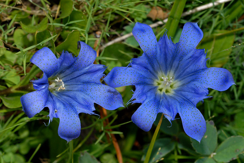 Mountain Bog Gentian