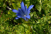 Gentian, Mountain Bog