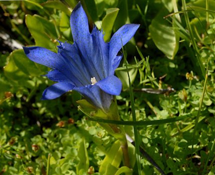 Mountain Bog Gentian