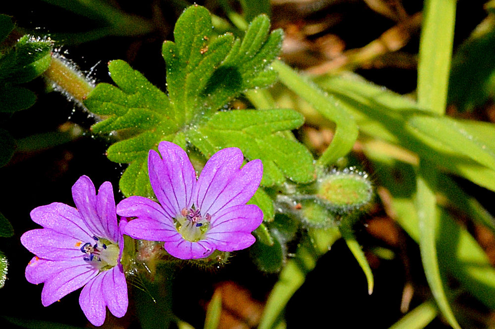 Dovefoot Geranium