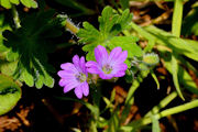 Geranium, Dovefoot