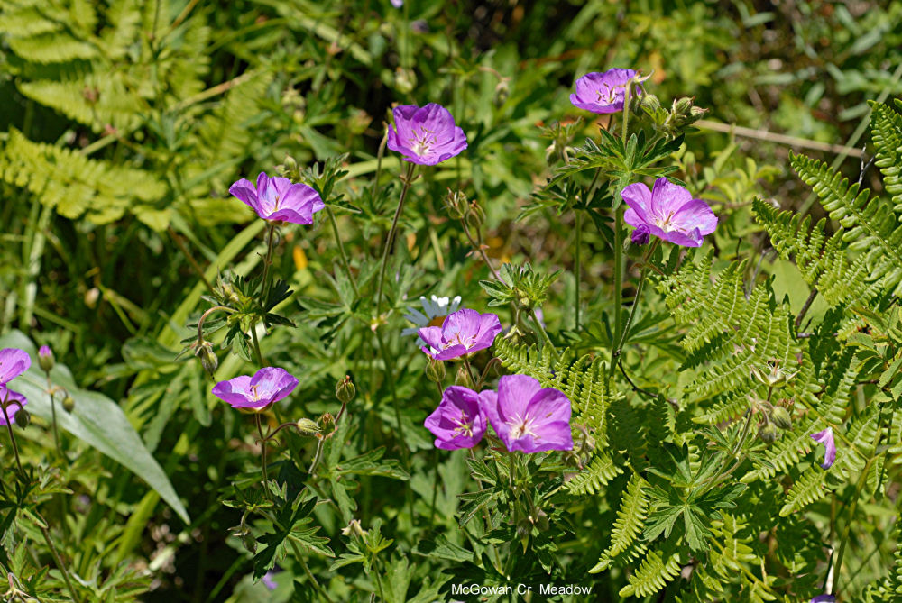 Oregon Geranium