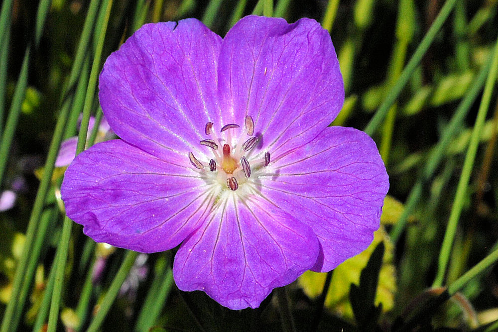 Oregon Geranium