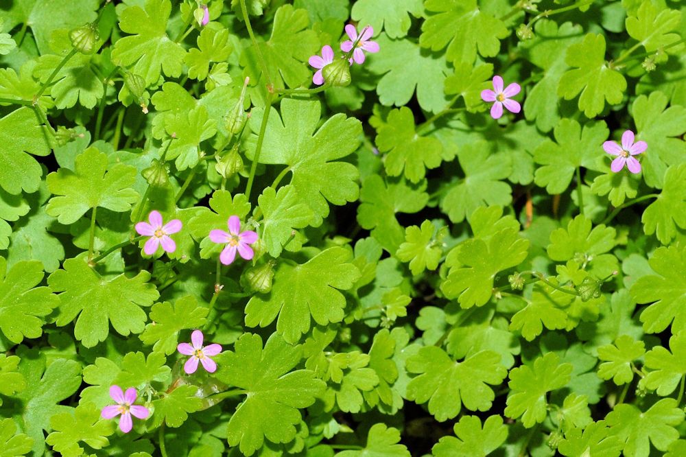 Shiny Geranium