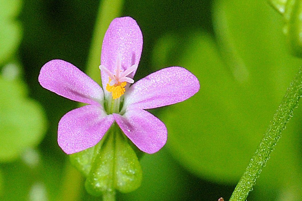 Shiny Geranium