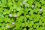 Geranium, Shiny 