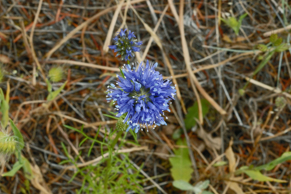 Blue Headed Gilia