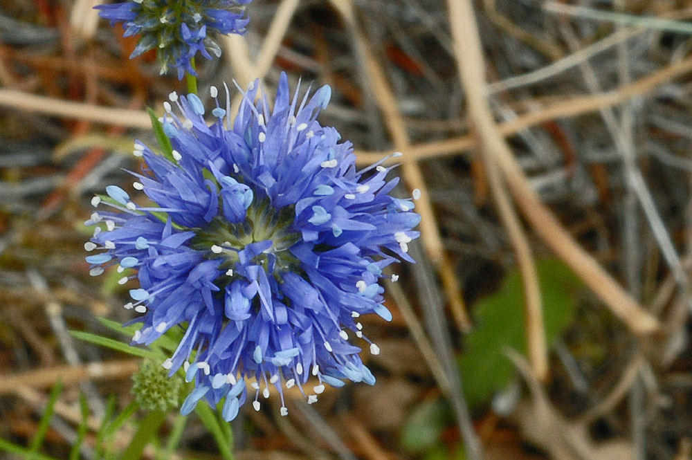 Blue Headed Gilia