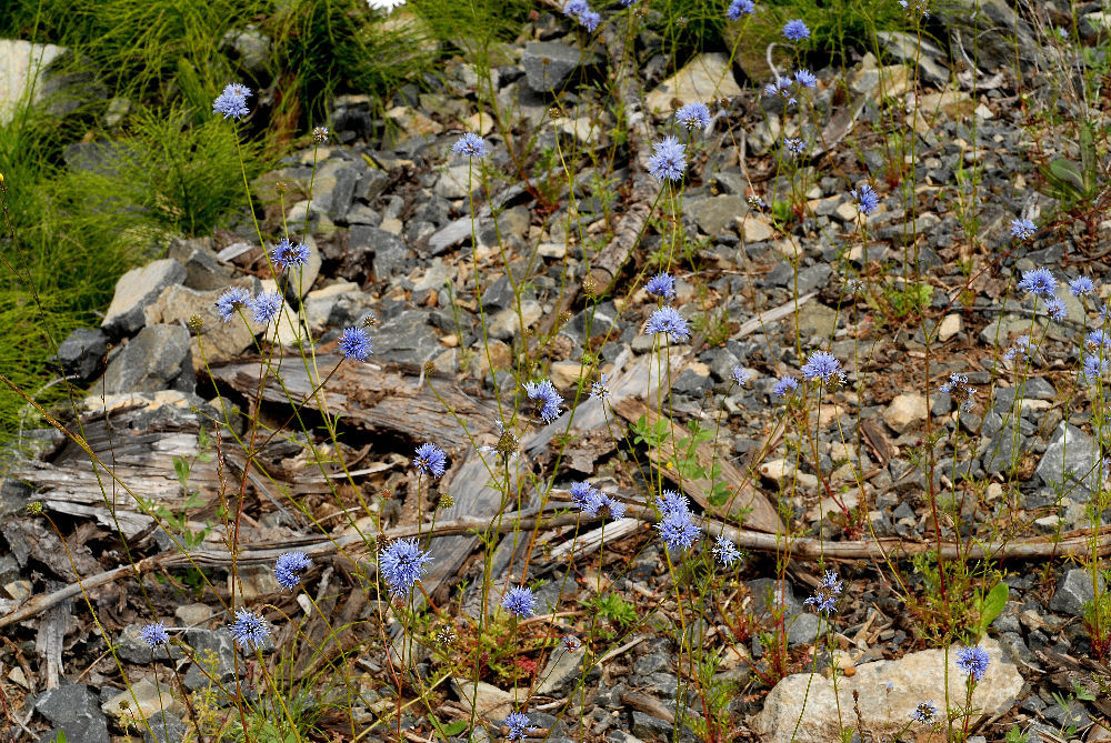 Blue Headed Gilia