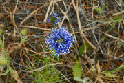 Gilia, Blue-Headed