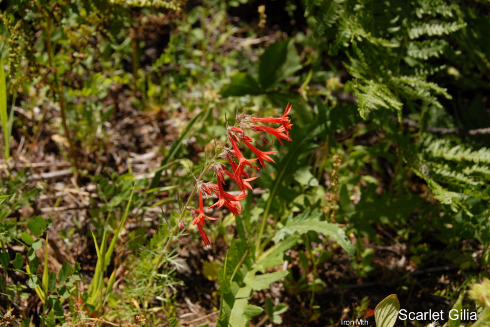 Scarlet Gilia