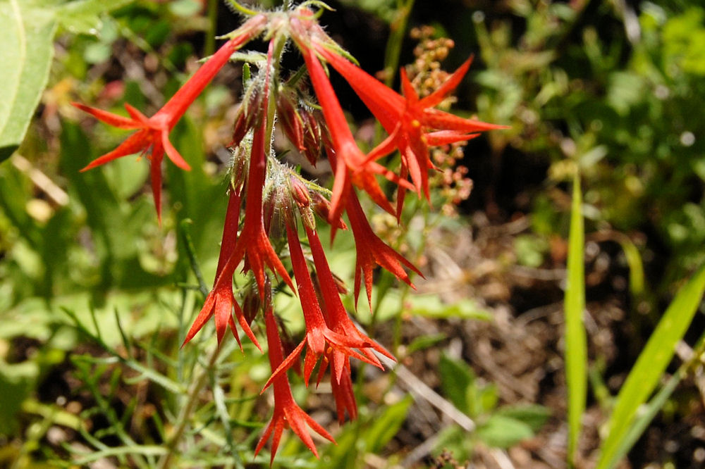 Scarlet Gilia